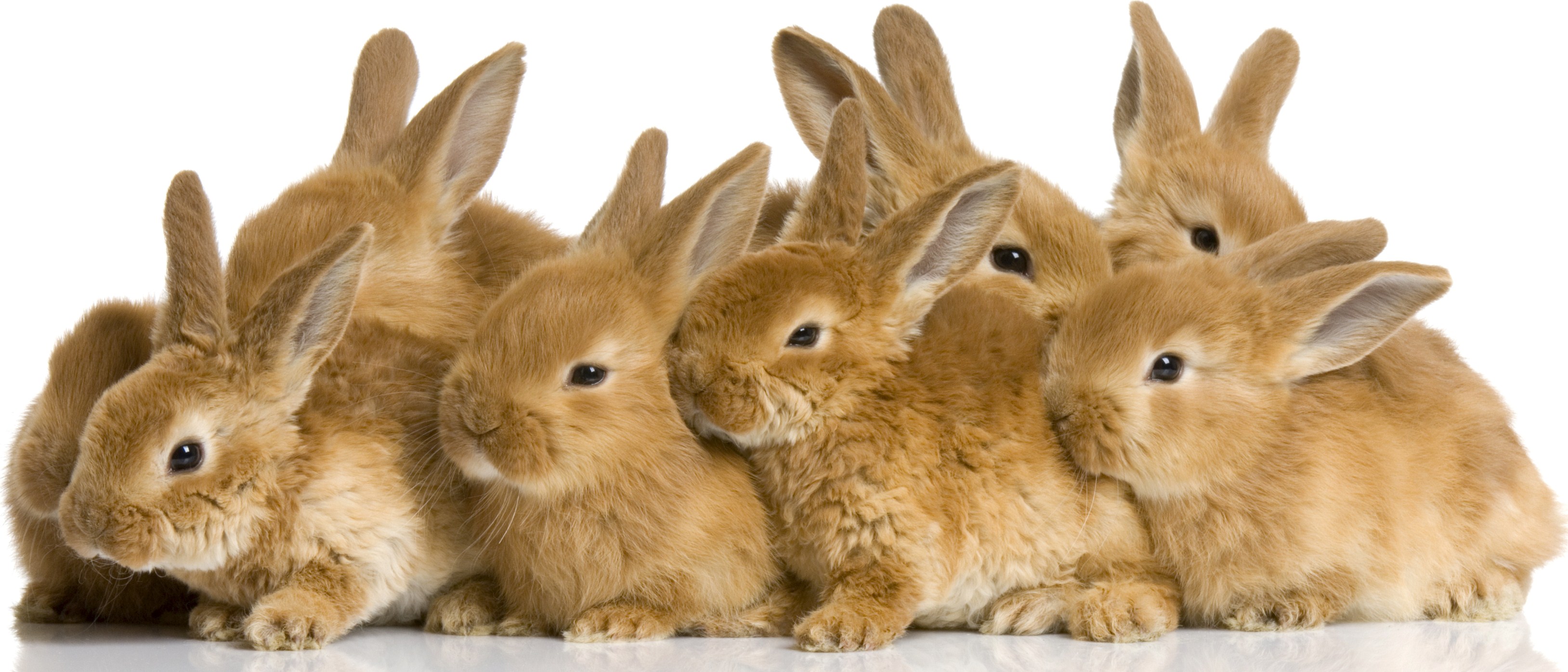Group Rabbits 39